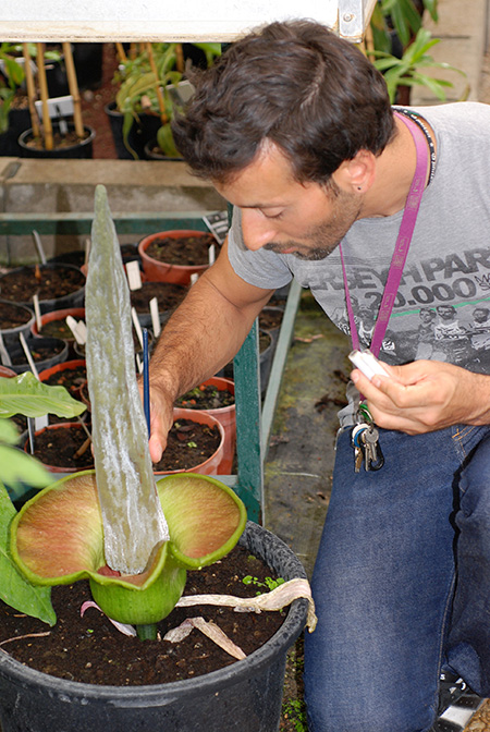 Amorphophallus lambii