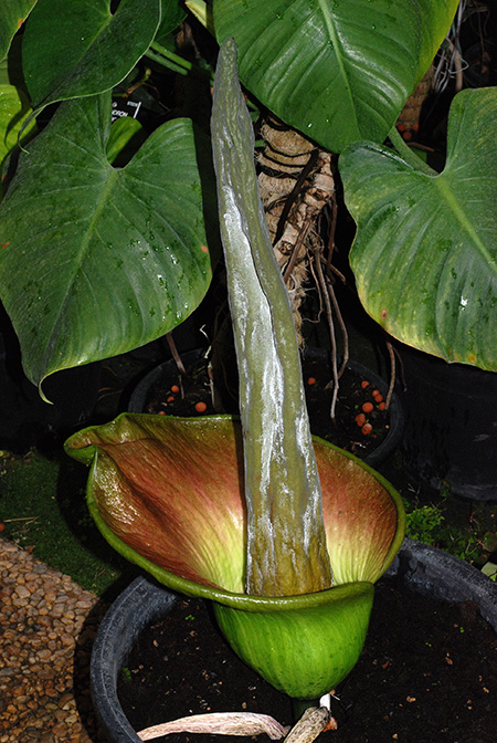 Amorphophallus lambii