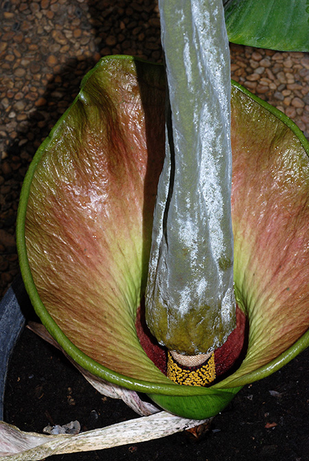 Amorphophallus lambii