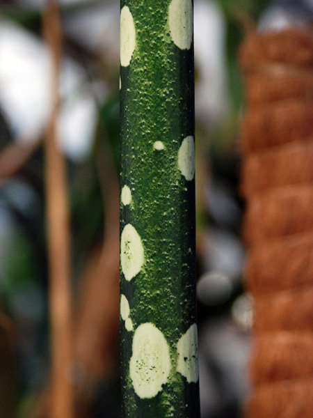 Amorphophallus lambii