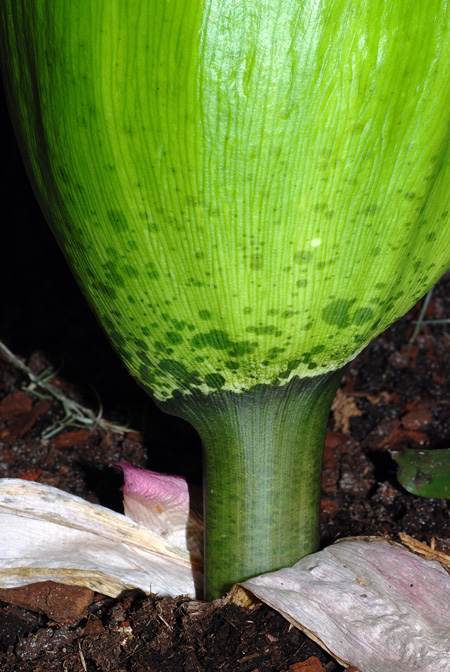 Amorphophallus lambii