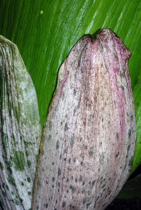 Amorphophallus lambii