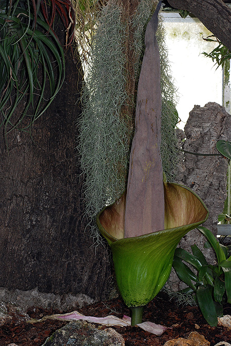 Amorphophallus lambii
