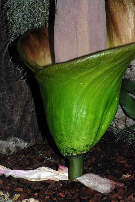 Amorphophallus lambii