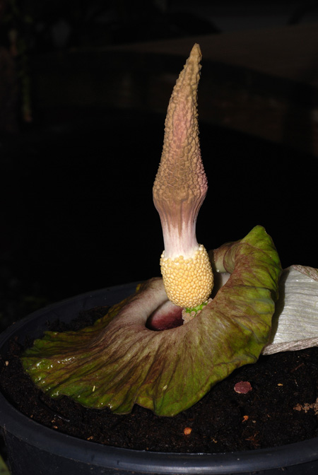Amorphophallus lewallei