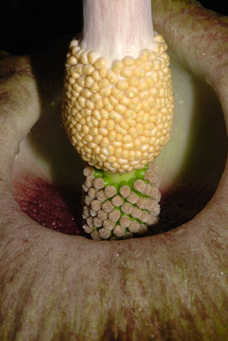 Amorphophallus lewallei