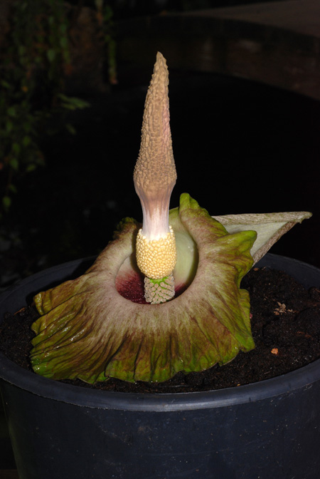 Amorphophallus lewallei