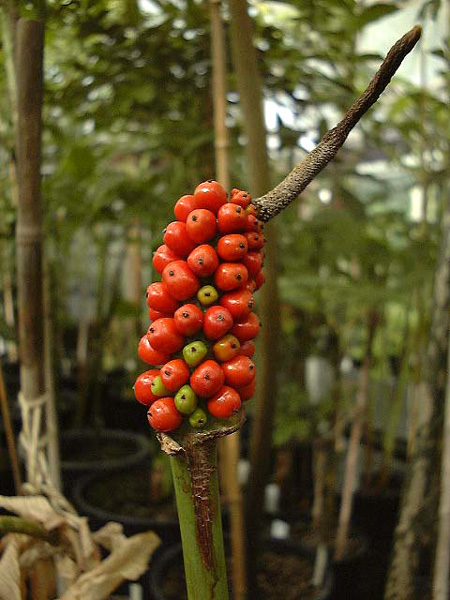 Amorphophallus longituberosus