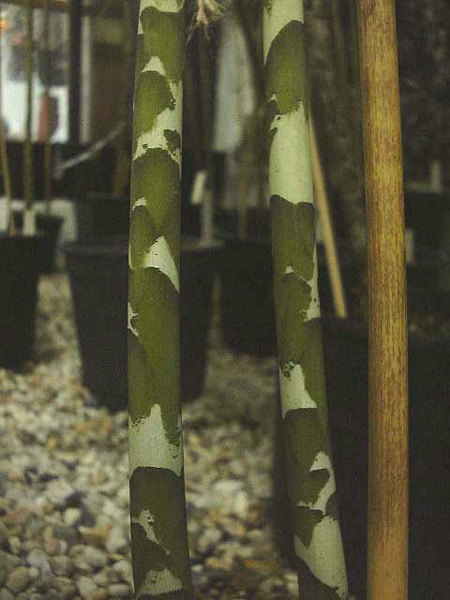 Amorphophallus maxwellii