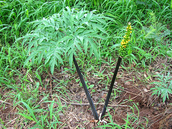 Amorphophallus mossambicensis