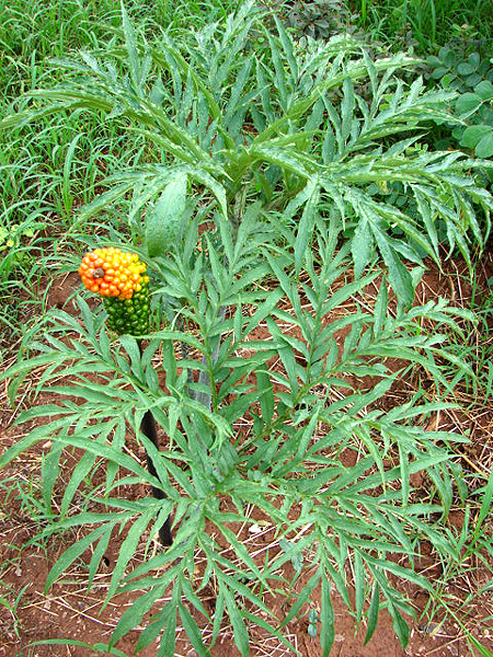 Amorphophallus mossambicensis