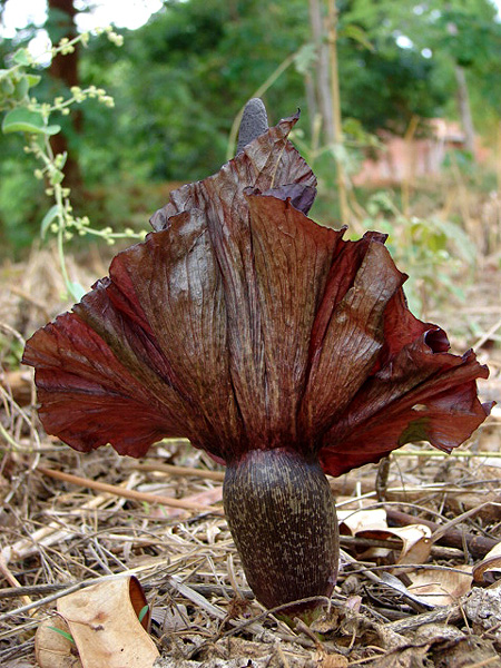 Amorphophallus mossambicensis