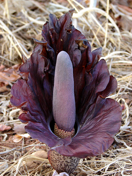 Amorphophallus mossambicensis