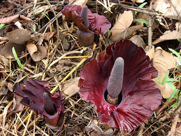 Amorphophallus mossambicensis