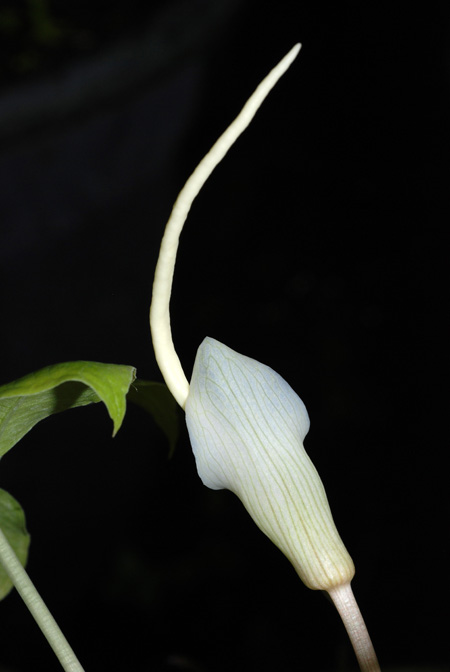 Amorphophallus myosuroides
