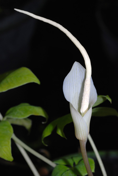Amorphophallus myosuroides