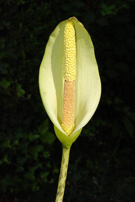 Amorphophallus napalensis