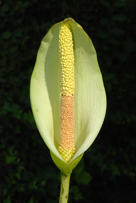 Amorphophallus napalensis