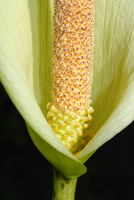 Amorphophallus napalensis
