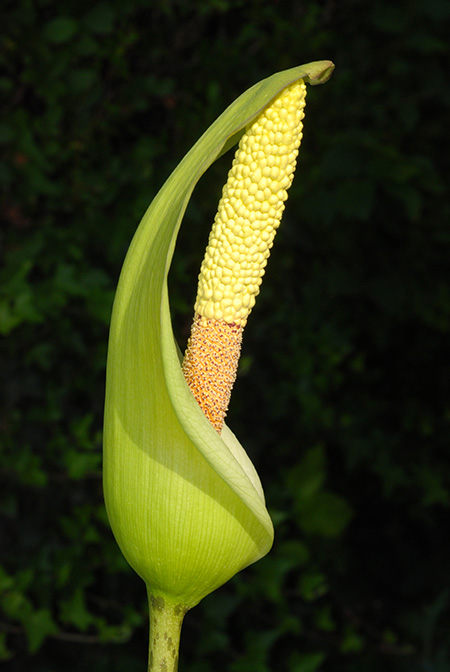Amorphophallus napalensis