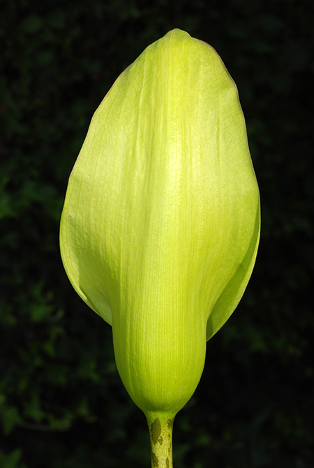 Amorphophallus napalensis
