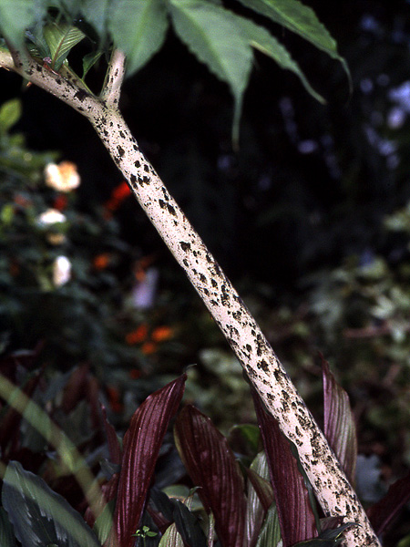 Amorphophallus napalensis