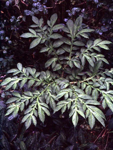 Amorphophallus napalensis
