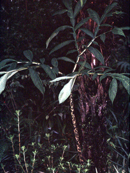 Amorphophallus napalensis