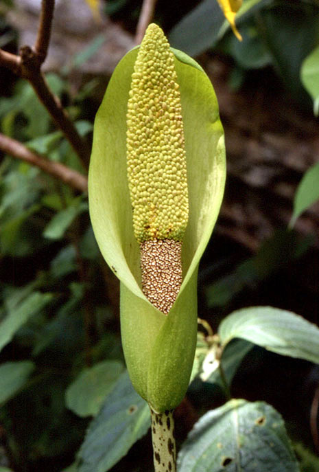 Amorphophallus napalensis