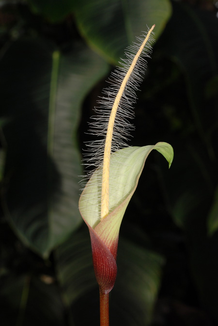 Amorphophallus natolii