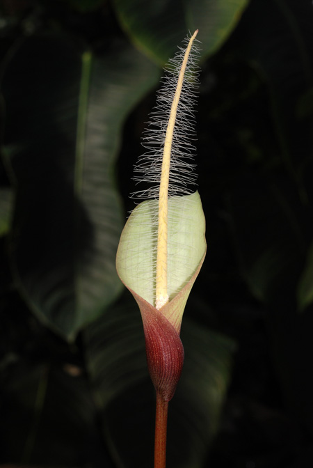 Amorphophallus natolii