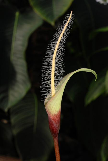 Amorphophallus natolii