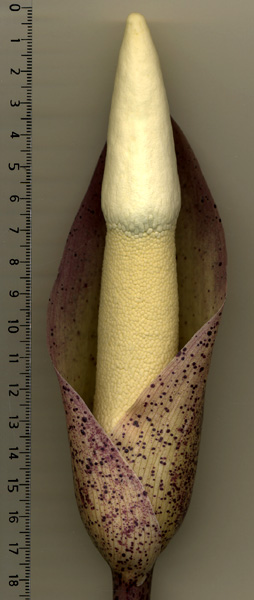 Amorphophallus ochroleucus