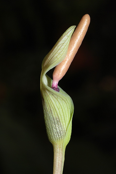 Amorphophallus ongsakulii