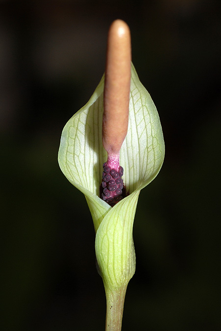 Amorphophallus ongsakulii