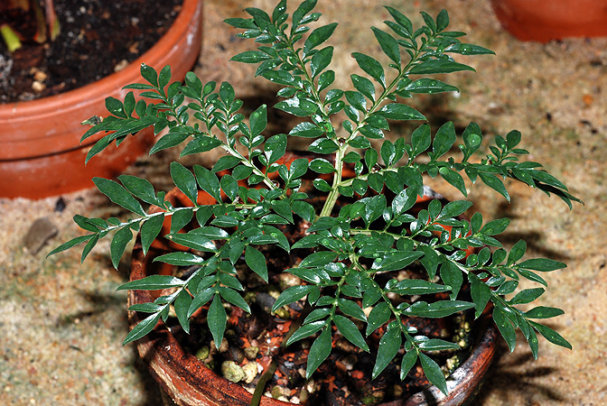 Amorphophallus ongsakulii