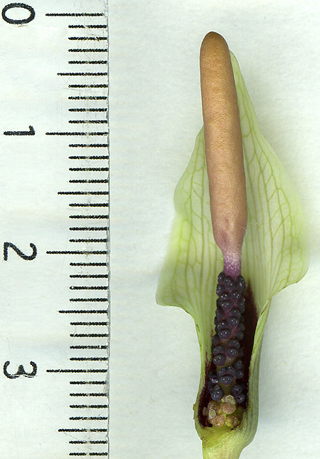 Amorphophallus ongsakulii