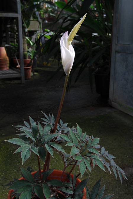 Amorphophallus operculatus