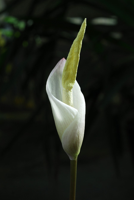 Amorphophallus operculatus