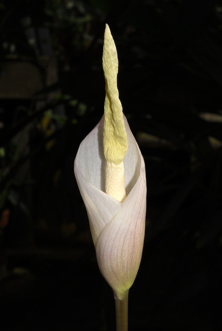 Amorphophallus operculatus