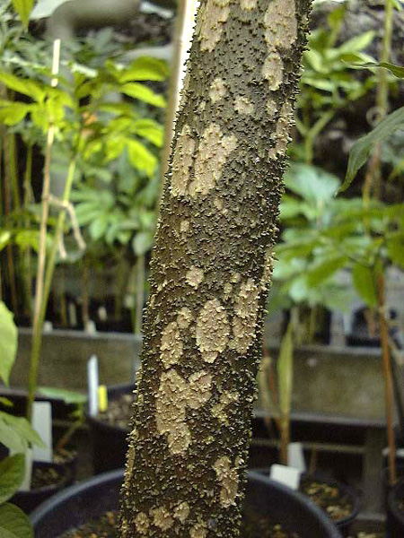 Amorphophallus paeoniifolius