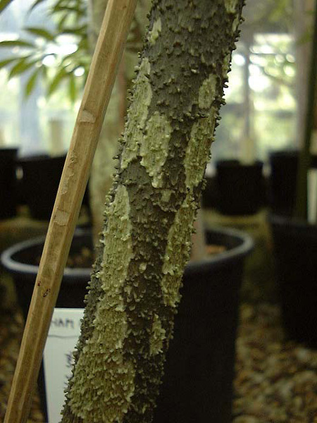 Amorphophallus paeoniifolius