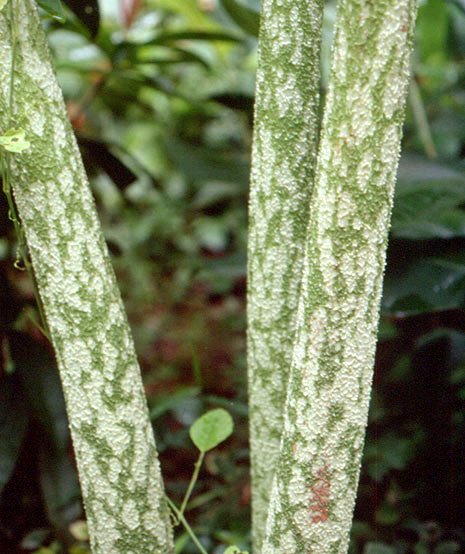 Amorphophallus paeoniifolius