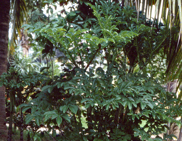 Amorphophallus paeoniifolius