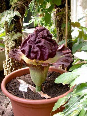 Amorphophallus paeoniifolius