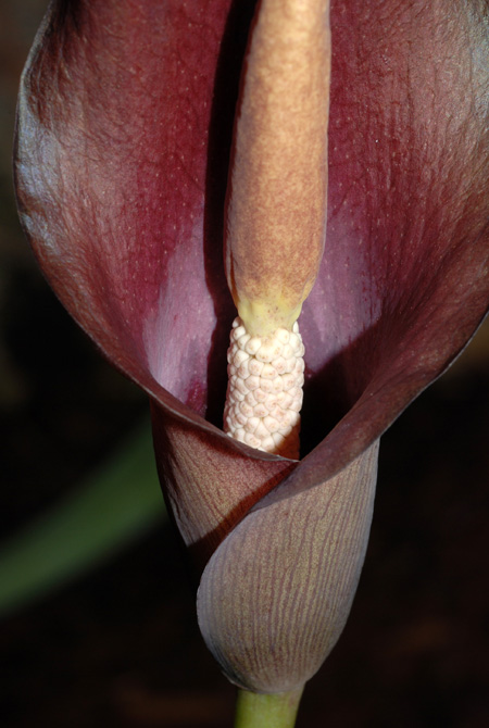 Amorphophallus palawanensis