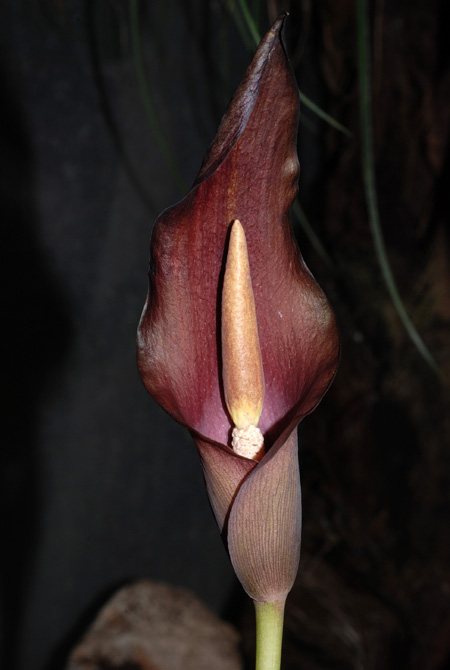 Amorphophallus palawanensis