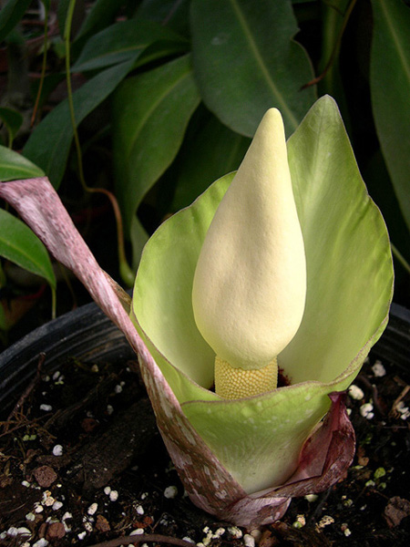 Amorphophallus prainii