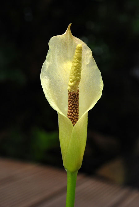 Amorphophallus salmoneus