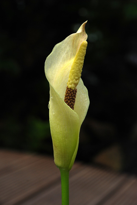 Amorphophallus salmoneus